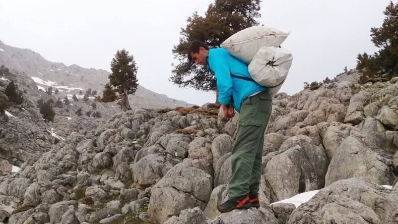 Kahramanmaraş’ta çiriş otu sezonu başladı