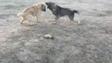 Köpekler acımasızca dövüştürüldü