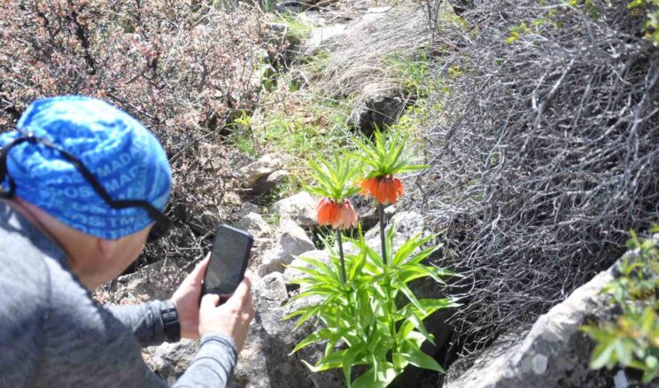 2 bin 900 rakımdaki ters laleleri görmek için geldiler