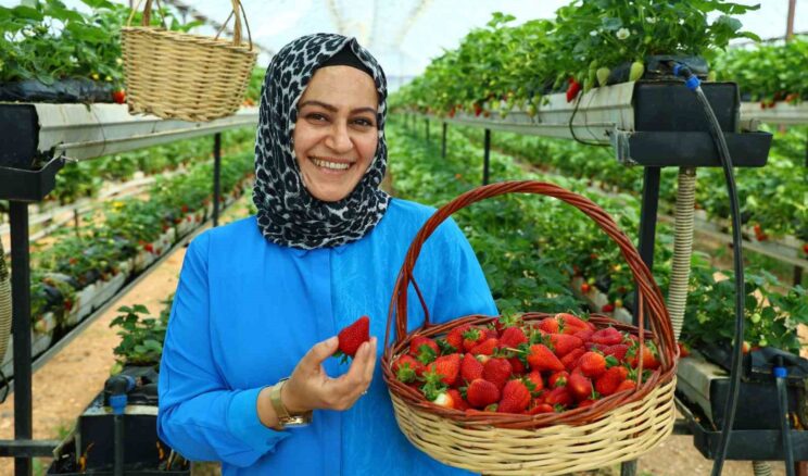 Topraksız tarımla çilek üretti, bahçesini vatandaşa açtı
