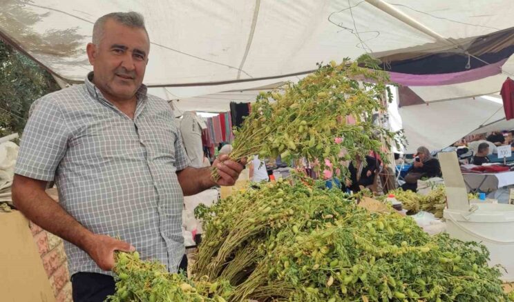 Yeşil nohut tezgahlarda yerini aldı