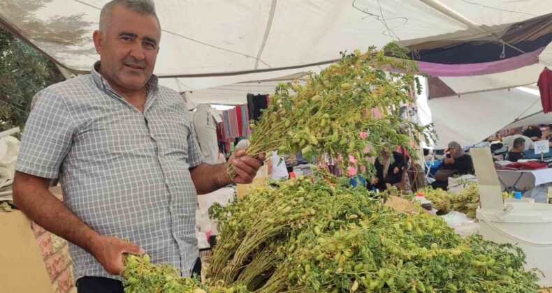Yeşil nohut tezgahlarda yerini aldı