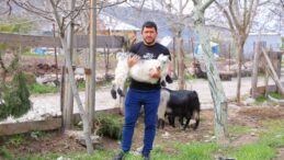 Kahramanmaraş’ta cevizi don vurunca, üreticileri farklı alanlara yöneldi