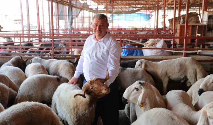 Kahramanmaraş’ta kurbanlık fiyatı birçok ilden ucuz: Kilosu 250 ile 295 TL arasında