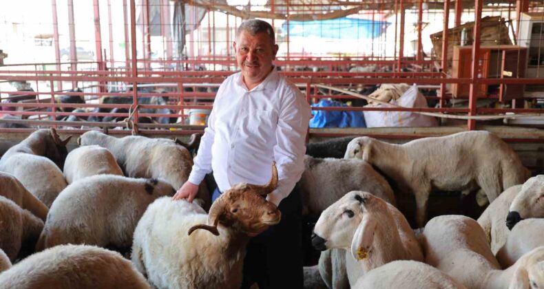 Kahramanmaraş’ta kurbanlık fiyatı birçok ilden ucuz: Kilosu 250 ile 295 TL arasında