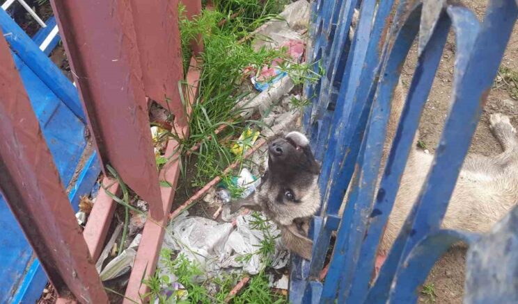 Demir korkuluklara sıkışan köpeği itfaiye ekipleri kurtardı