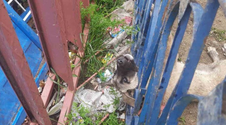 Demir korkuluklara sıkışan köpeği itfaiye ekipleri kurtardı