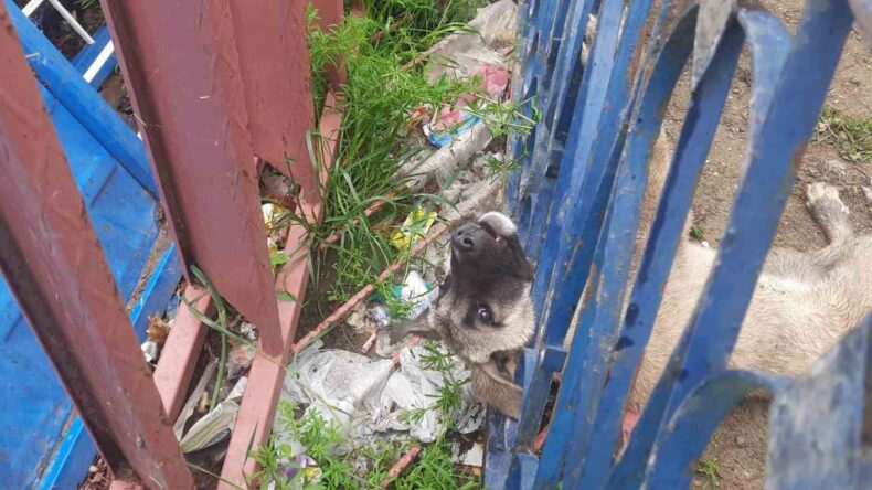 Demir korkuluklara sıkışan köpeği itfaiye ekipleri kurtardı