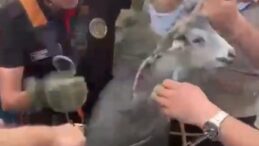 Kahramanmaraş’ta kuyuya düşen keçi kurtarıldı