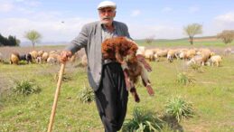 Kendi hayvanlarına çobanlık yapan Hüseyin dede: “Hayvancılık el işinden çok güzeldir”