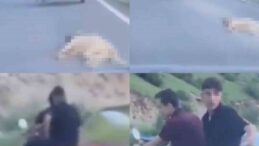 Telef olan köpeği sürükleyen şahsa 50 bin TL ceza