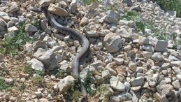 Engerek yılanı Kahramanmaraş’ta da görüntülendi