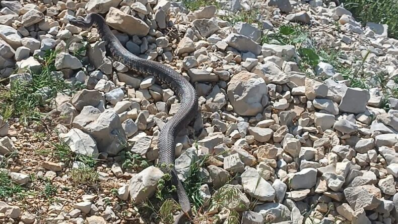 Engerek yılanı Kahramanmaraş’ta da görüntülendi