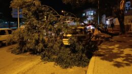 Park halindeki otomobilin üzerine ağaç devrildi