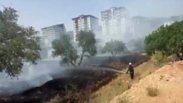 Kahramanmaraş’ta zeytinlik yangını