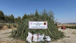 Mısır tarlasında ele geçirilen 45 bin kök kenevire 4 tutuklama