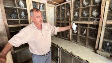 Depremde 170 güvercini telef oldu, kuş sevdası geçmedi