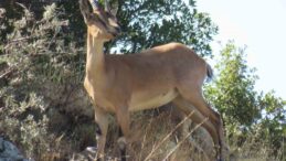 Ahır Dağı’nda ala geyik sürüsü görüntülendi
