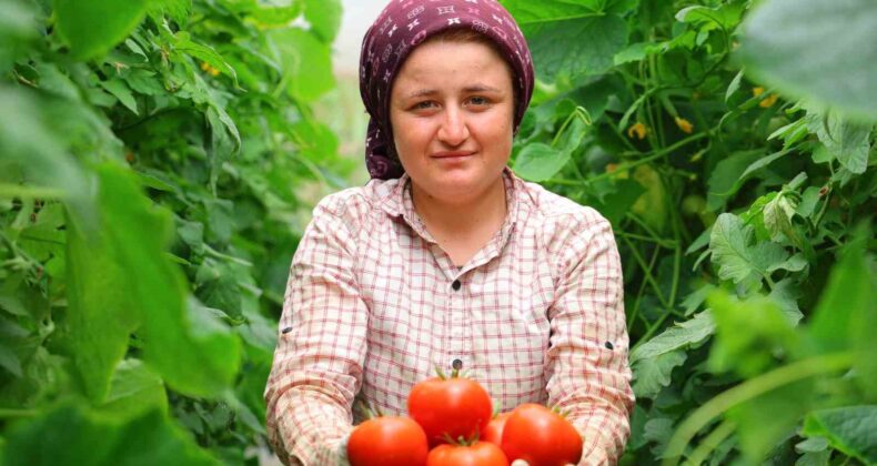Adının hakkını veren mahalle: Her mevsim domates üretimi bölgeye katkı sağlıyor