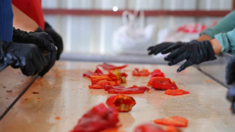 Kahramanmaraş’ta salça telaşı başladı: Tarladan pazara, pazardan sofralara uzanan yolculuk