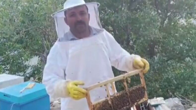 Ayı kovanları parçalayıp balı yedi, üretici 100 bin lira zarara uğradı