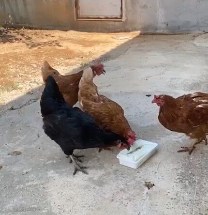 Sıcaktan bunalan tavuklarını Maraş dondurması ile serinletti