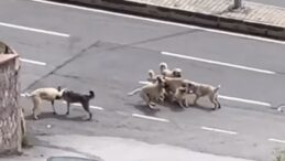 Sokak Ortasında Köpek Kavgası! Mahallede Panik Anları