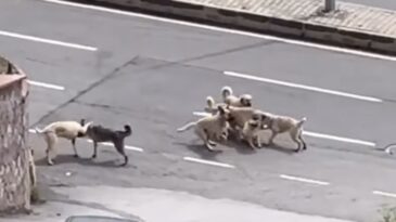 Sokak Ortasında Köpek Kavgası! Mahallede Panik Anları