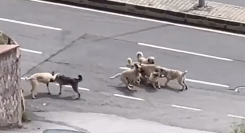 Sokak Ortasında Köpek Kavgası! Mahallede Panik Anları