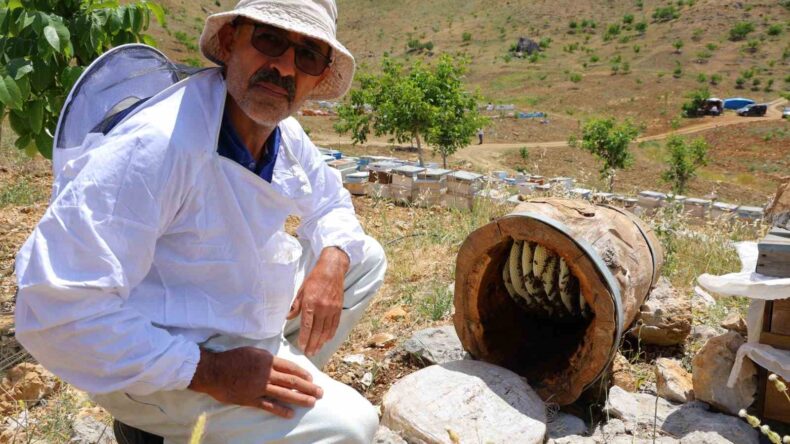 Ağaç kütüğünde doğal bal