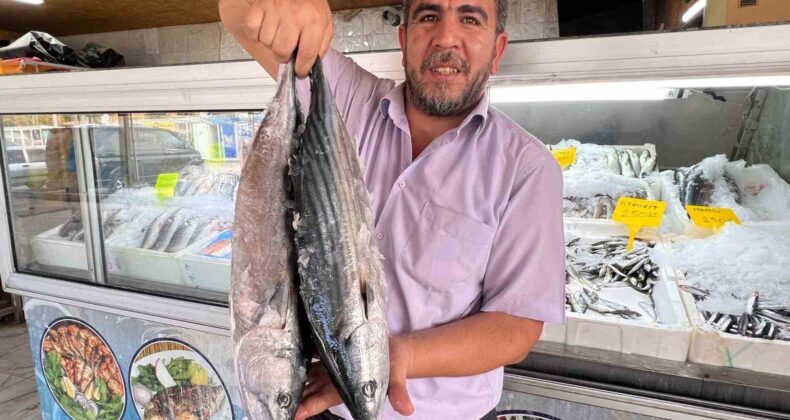 Deprem sonrası Kahramanmaraş’tan 54 ülkeye balık ihracatı