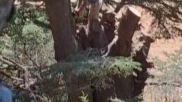 Kahramanmaraş’ta ormanlık alanda ağaç kesen 2 kişi yakalandı