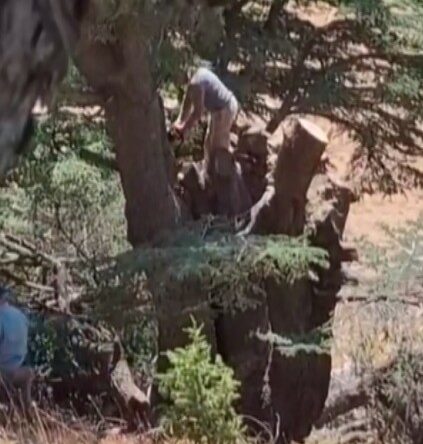 Kahramanmaraş’ta ormanlık alanda ağaç kesen 2 kişi yakalandı