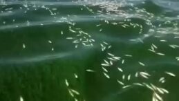 Kahramanmaraş’ta balık ölümleri