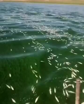 Kahramanmaraş’ta balık ölümleri