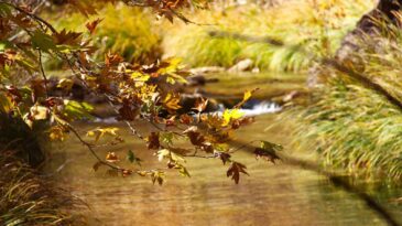 Cödden Vadisi görenleri hayran bırakıyor