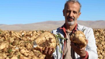 Kahramanmaraş’ta şeker pancarı sökümü başladı