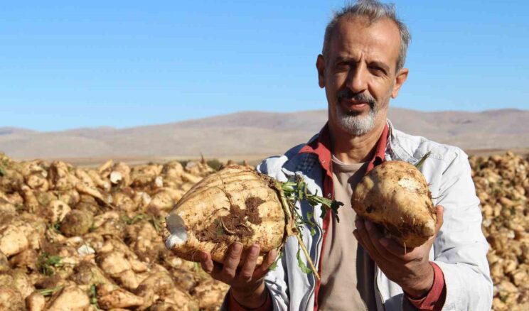 Kahramanmaraş’ta şeker pancarı sökümü başladı