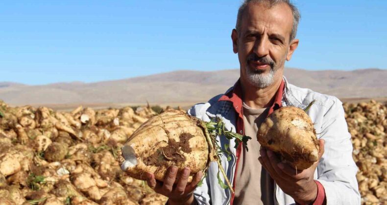 Kahramanmaraş’ta şeker pancarı sökümü başladı