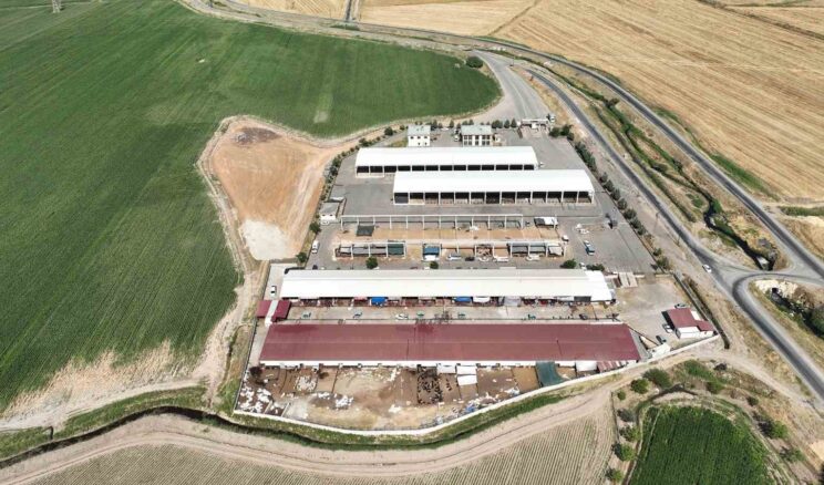 Kahramanmaraş canlı hayvan pazarı açıldı