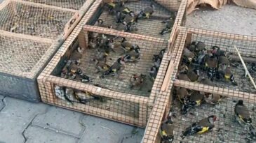 Yasadışı avcılığa 655 bin TL ceza: 80 saka kuşu ele geçirildi