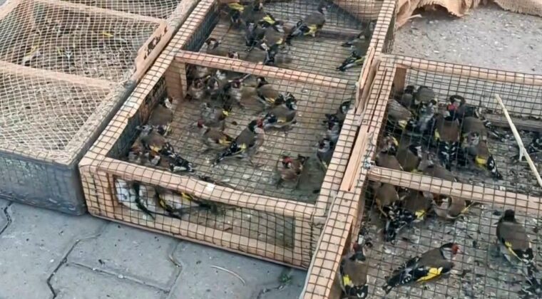Yasadışı avcılığa 655 bin TL ceza: 80 saka kuşu ele geçirildi